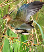 Purple Gallinule