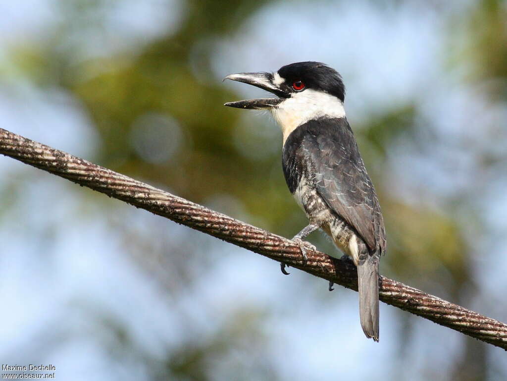 Guianan Puffbirdadult, identification