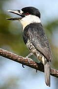 Guianan Puffbird