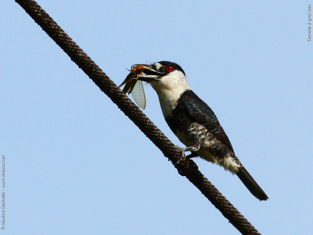 Guianan Puffbird