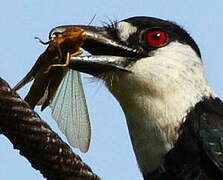 Guianan Puffbird