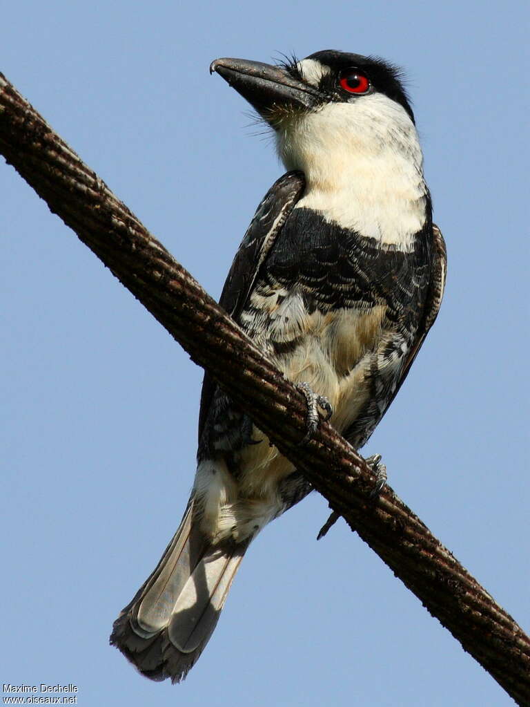 Guianan Puffbirdadult