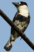 Guianan Puffbird