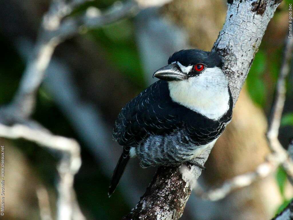 Guianan Puffbird