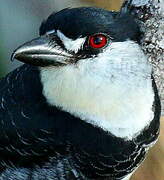 Guianan Puffbird