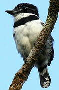 Pied Puffbird