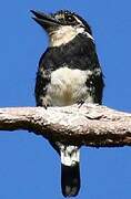 Pied Puffbird