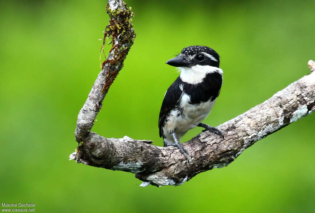 Pied Puffbirdadult, close-up portrait