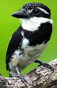 Pied Puffbird