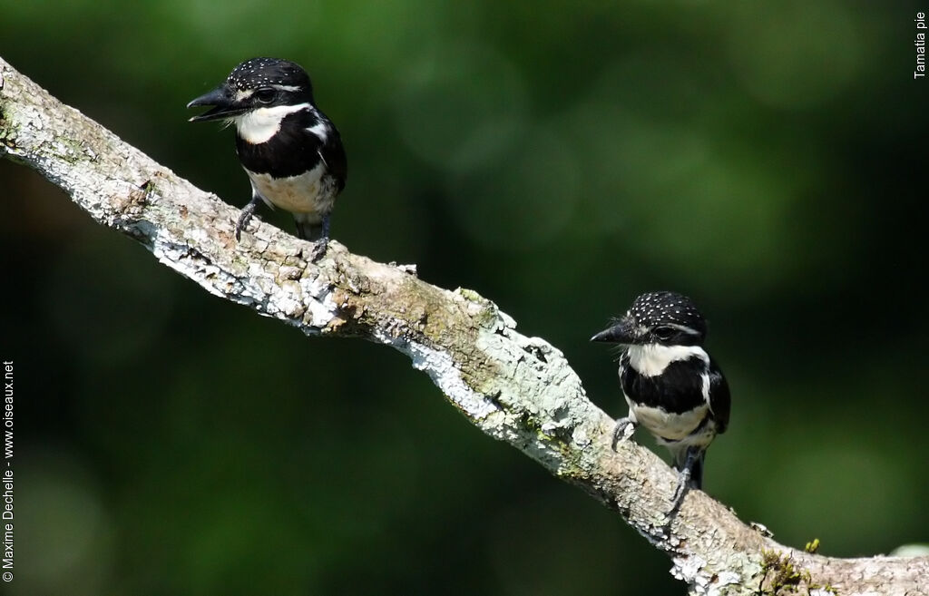 Pied Puffbird adult