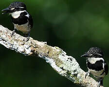 Pied Puffbird