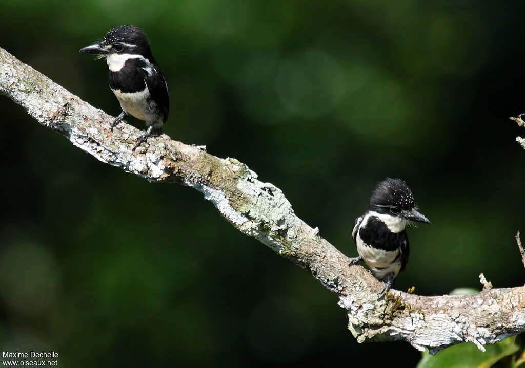 Pied Puffbirdadult, pigmentation