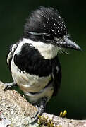 Pied Puffbird