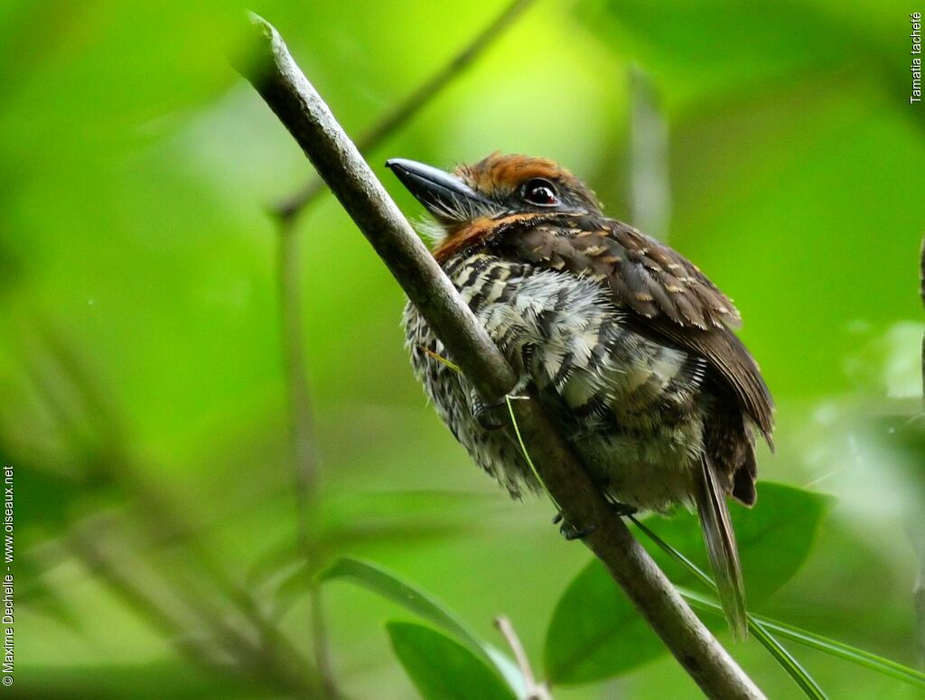 Spotted Puffbird