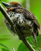 Spotted Puffbird