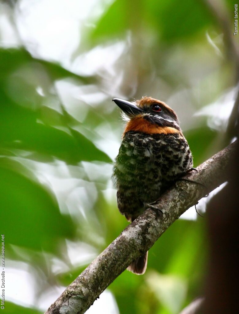 Spotted Puffbird, identification