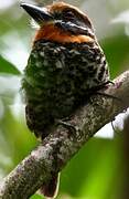 Spotted Puffbird