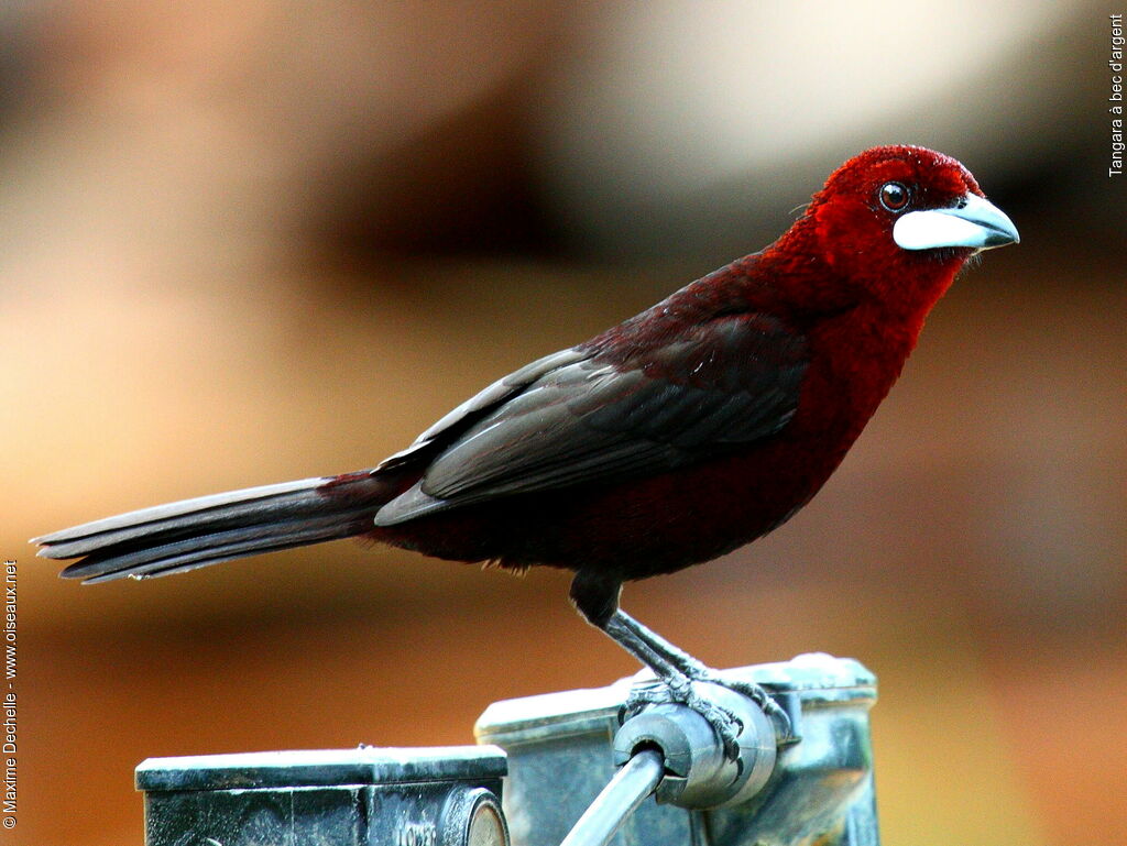 Silver-beaked Tanager male adult