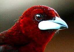 Silver-beaked Tanager