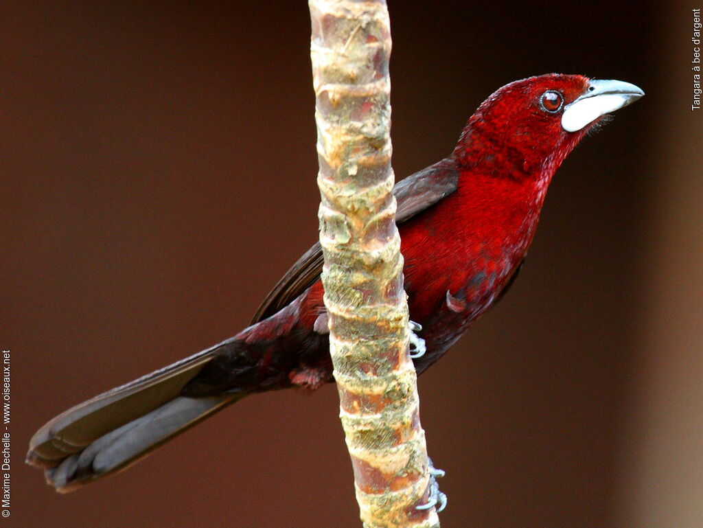 Silver-beaked Tanager male adult