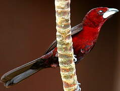 Silver-beaked Tanager