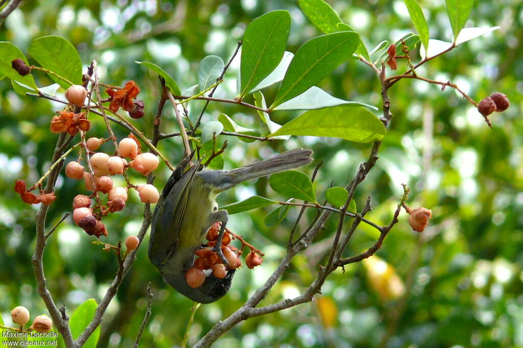 Black-faced Tanagerimmature, feeding habits