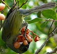 Tangara à camail