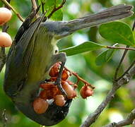 Black-faced Tanager