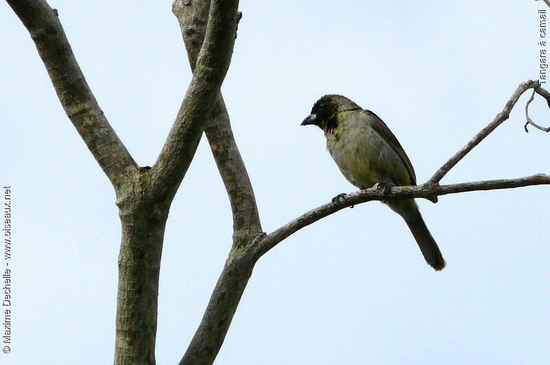 Black-faced Tanager male