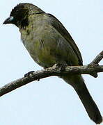 Black-faced Tanager