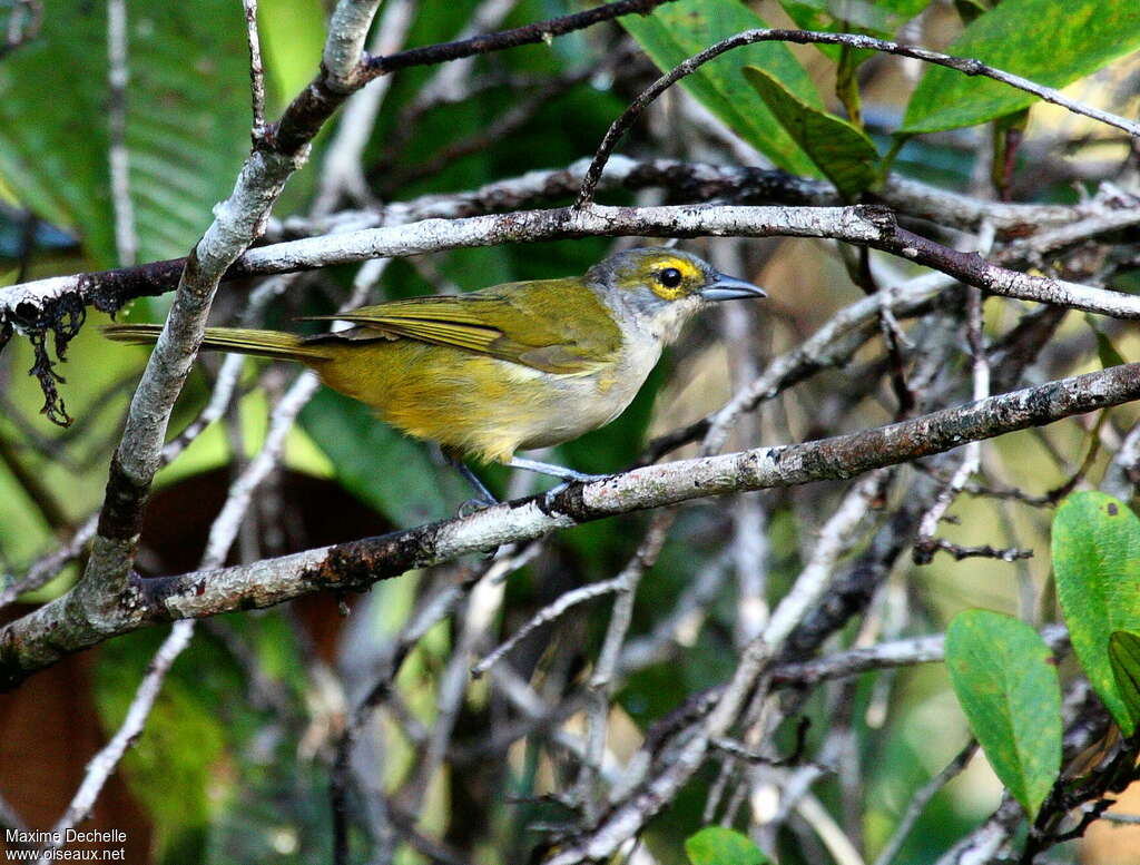 Fulvous-crested Tanager female adult, identification