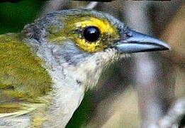 Fulvous-crested Tanager