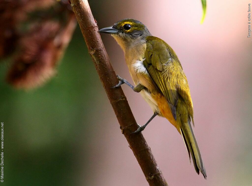 Fulvous-crested Tanager female adult