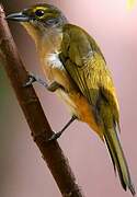 Fulvous-crested Tanager