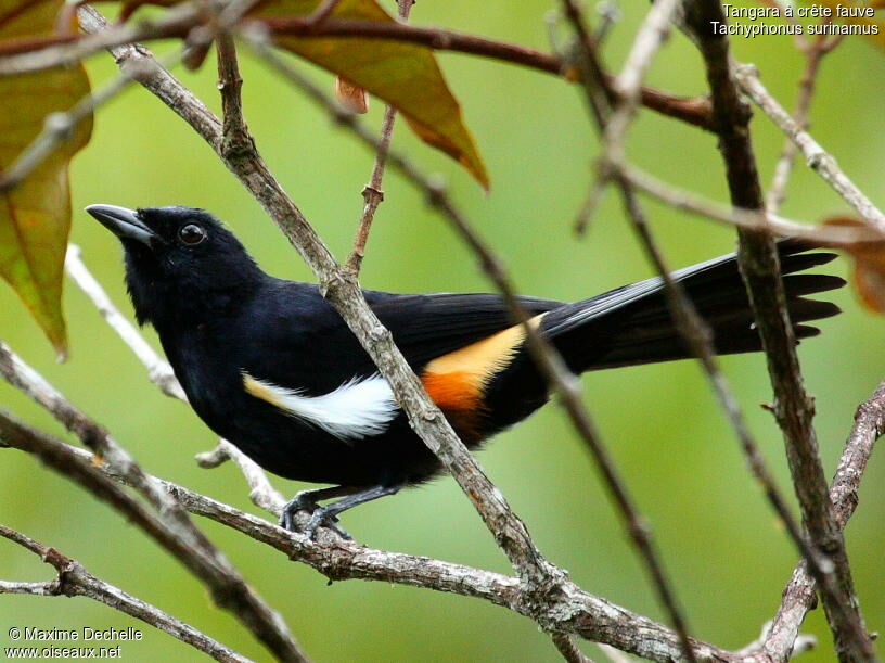 Tangara à crête fauve mâle adulte, identification