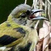 Fulvous-crested Tanager