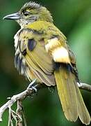 Fulvous-crested Tanager