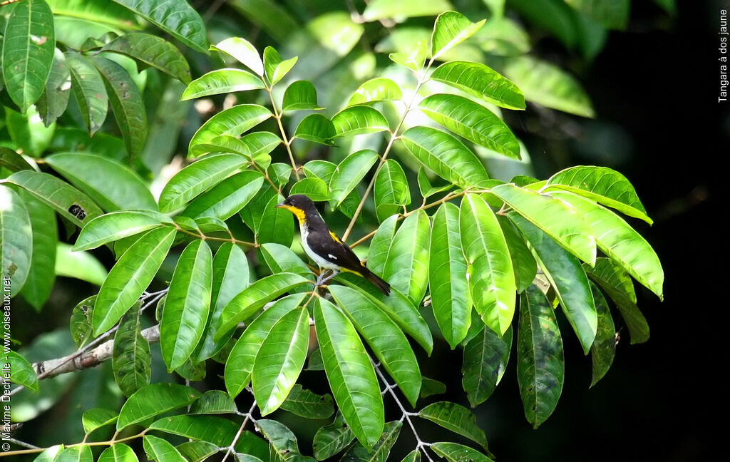 Tangara à dos jaune, identification