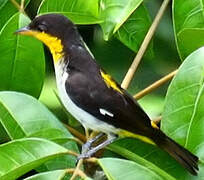 Yellow-backed Tanager