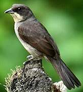 Red-shouldered Tanager