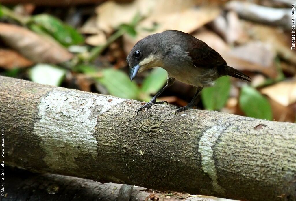 Red-shouldered Tanager female adult, identification