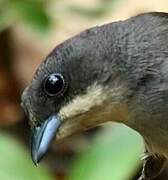 Red-shouldered Tanager