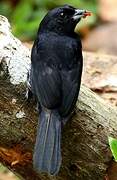 Red-shouldered Tanager