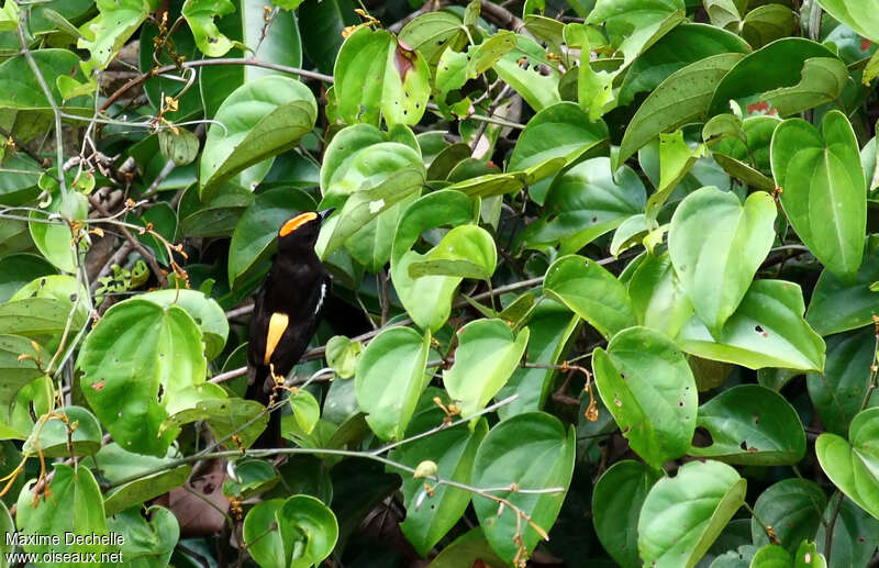 Tangara à huppe ignée mâle adulte, habitat, pigmentation