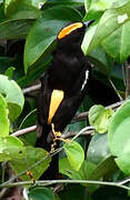 Flame-crested Tanager