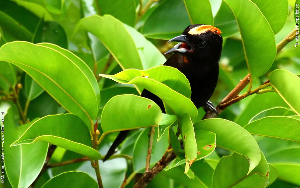 Tangara à huppe ignée mâle adulte, identification, chant