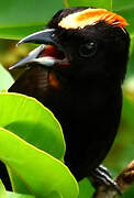 Flame-crested Tanager