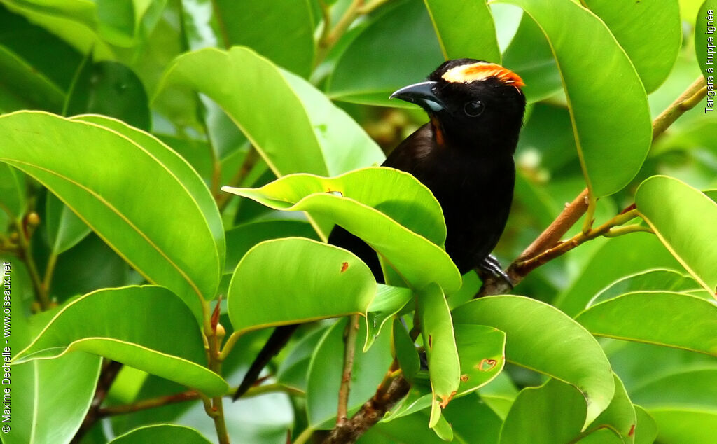 Flame-crested Tanager male adult, identification