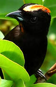 Flame-crested Tanager