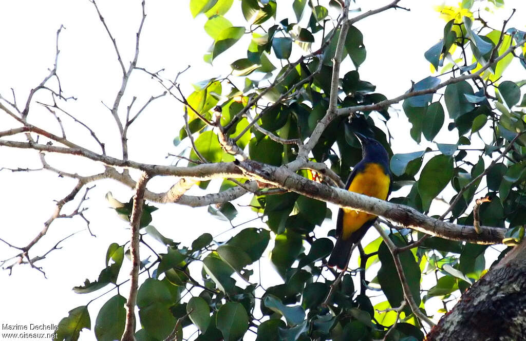 Blue-backed Tanager male adult